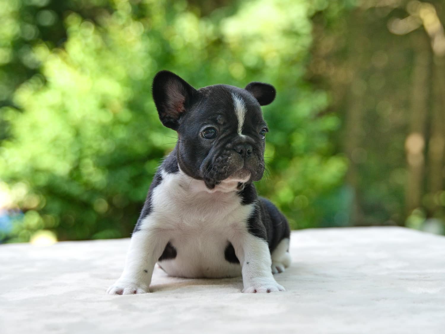 Flash Frenchies Litter I